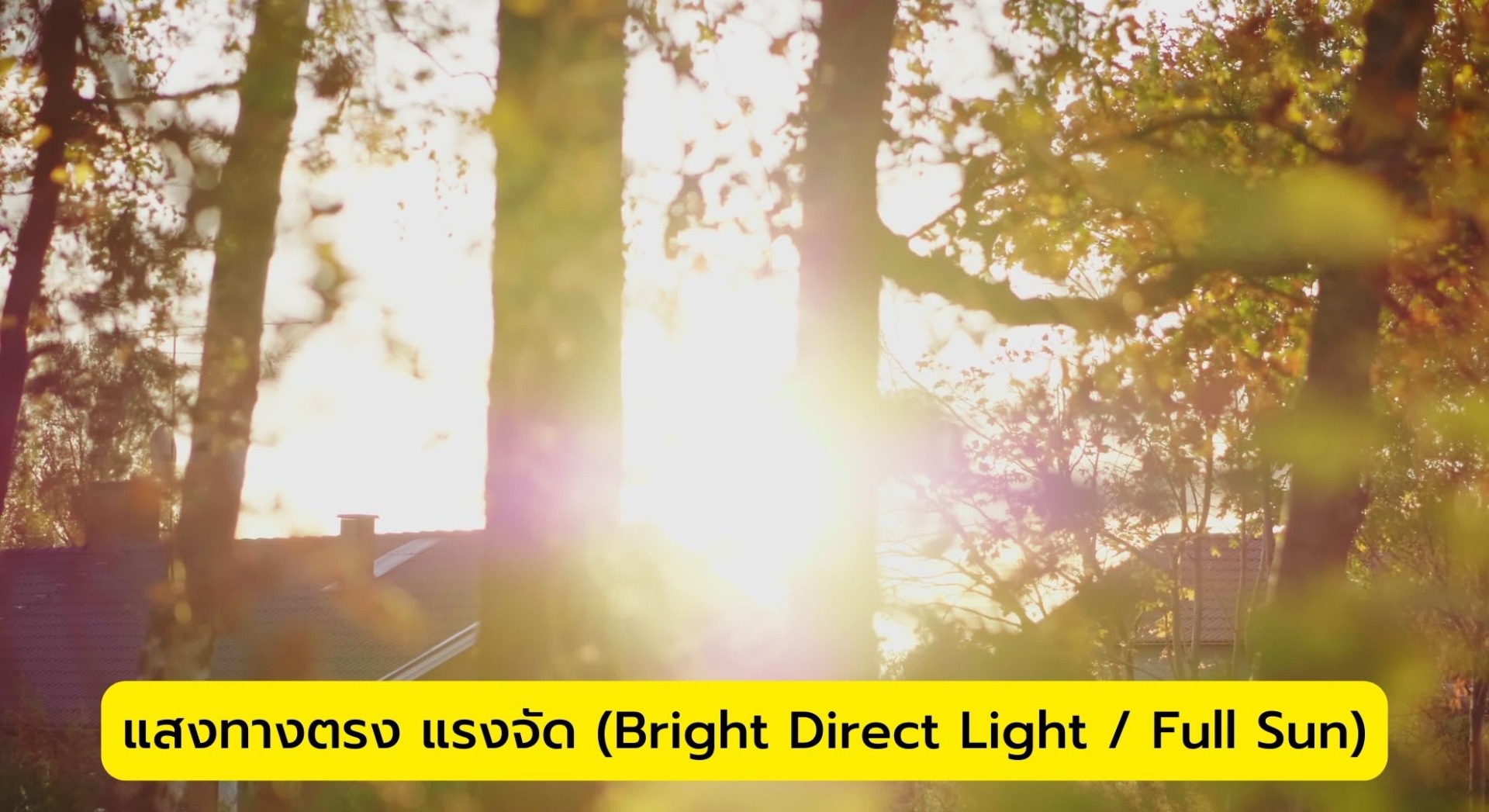 แสงทางตรง แรงจัด (Bright Direct Light / Full Sun)